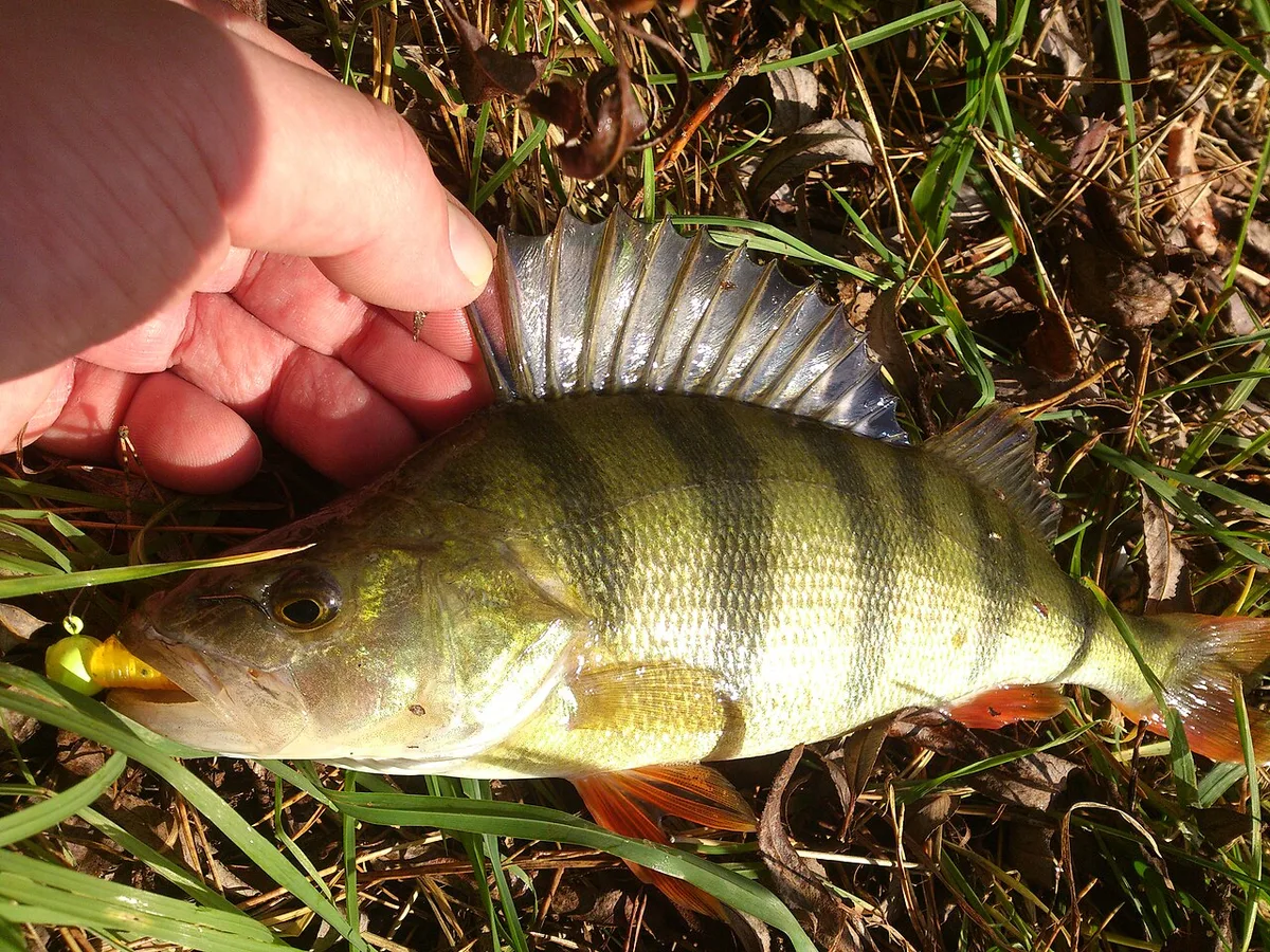 Ahven kalastajan kädessä nurmikolla